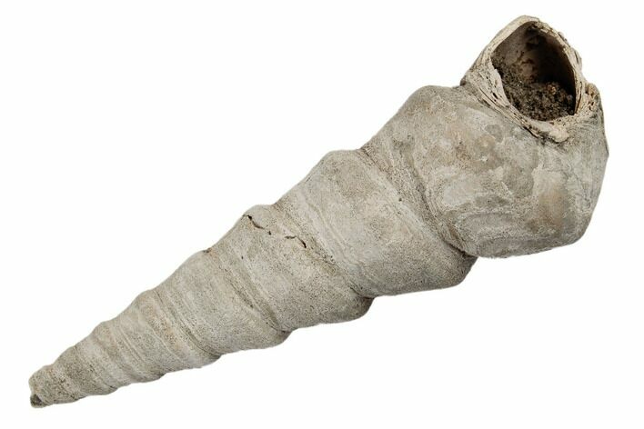 Paleocene Turritella Fossil - Maryland #189129